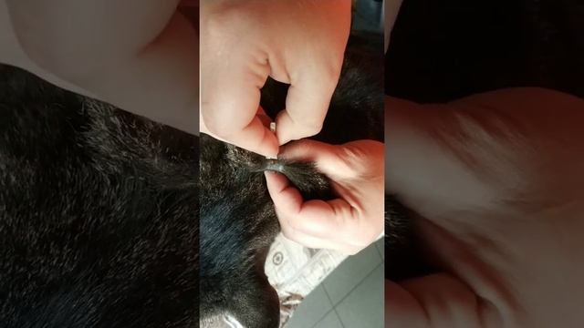Вытаскиваем клеща из кота смотреть онлайн