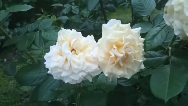 Роза Комтэсса-должна быть в каждом саду...Одна из лучших роз Tantau 2006