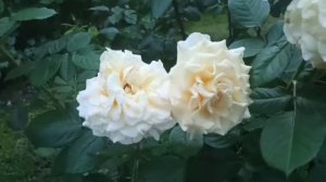 Роза Комтэсса-должна быть в каждом саду...Одна из лучших роз Tantau 2006