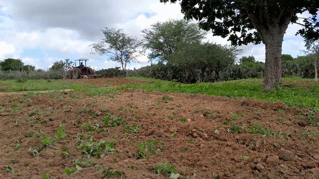 Benedito mostra a segunda parte arando terra смотреть онлайн