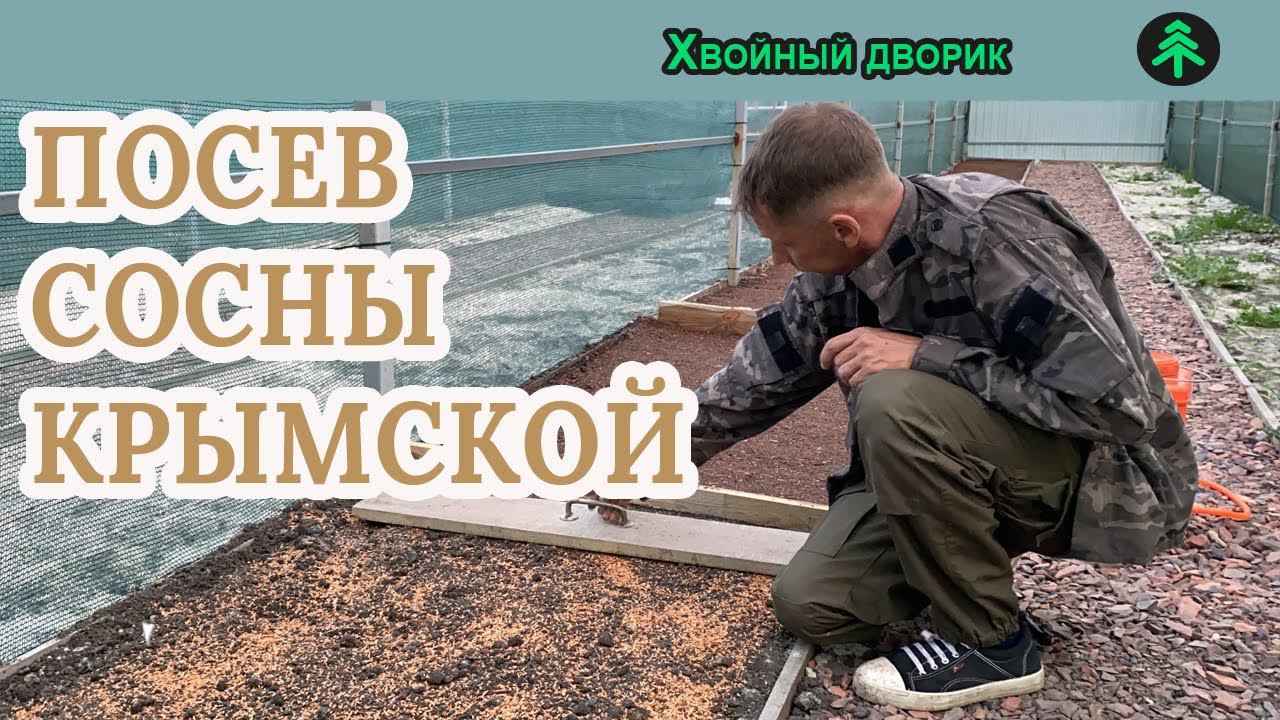 Посев семян сосны крымской в открытый грунт.Питомник "Хвойный дворик" смотреть онлайн
