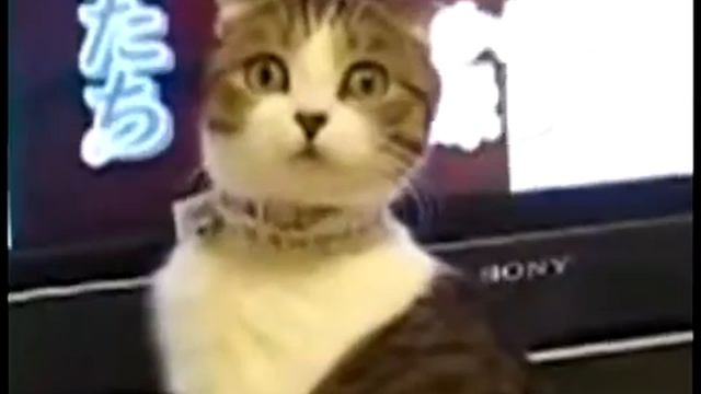 Кота застукали за просмотром TV смотреть онлайн