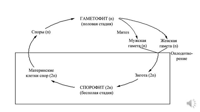 Жизненный цикл мхов смотреть онлайн