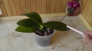 Что такое тургор листьев и для чего он нужен? Завяли листья орхидеи