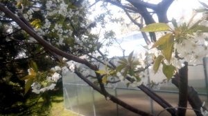 Весенняя подкормка сада. Когда можно поливать и удобрять деревья и розы.