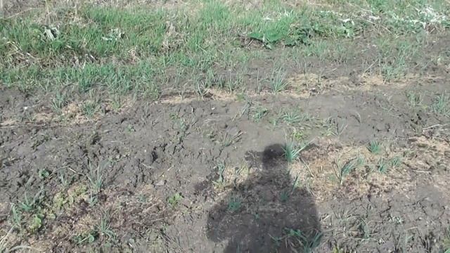 Вспашка земли и полив грядок.