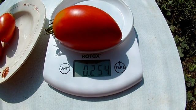 Томат Гигант Зибенбюрген (Giant of Siebenburgen) смотреть онлайн