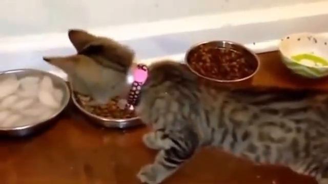 КОТЫ ПУГАЮТСЯ, Кошачьи испуги смотреть онлайн