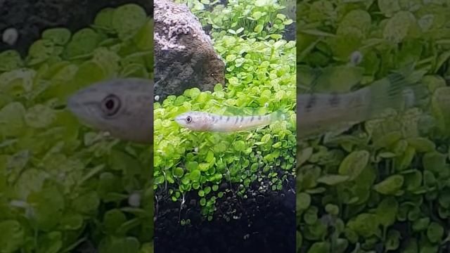 Baby Channa - Part 1