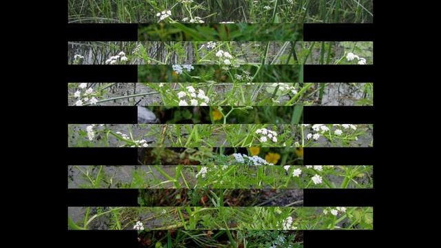 ОМЕЖНИК (OENANTHE) сем. Зонтичные смотреть онлайн