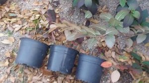 Как сохранить гортензию в горшке зимой? Отвечаю на частый вопрос?