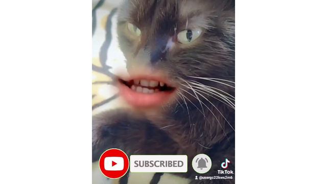 Кот 🐱 уработался .Лапы ломит и хвост отваливается.Прикол с котом.🐈⬛Мурзя.