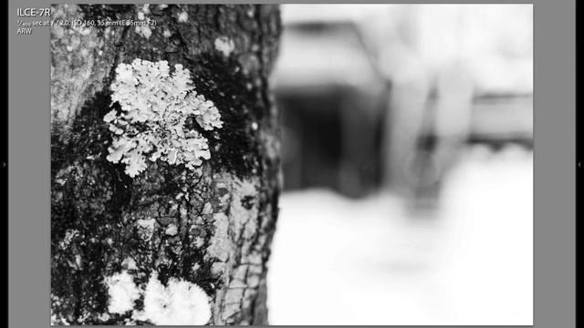 Zeiss Loxia 35mm F2 Lens Review - Full Frame E Mount смотреть онлайн