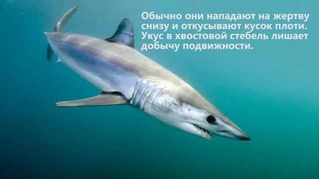 Самый Быстрый Хищник / Акула - Мако смотреть онлайн