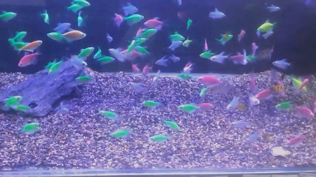 GLOFISH + RETRO FIT ACTINIC