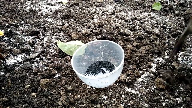 23 октября 2022г. САЖАЕМ КЛУБНИКУ лук чернушку смотреть онлайн