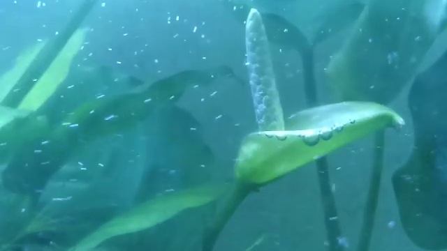 Цветок анубиаса в аквариуме смотреть онлайн