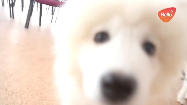 Самоеды в гостях у Hello TV | Это Волгоград, детка | Видео из Волгограда смотреть онлайн