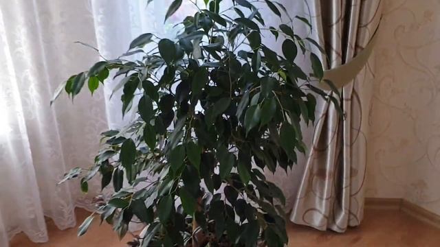 Как же хорошо сейчас комнатным цветам.