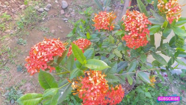 4 CONSEJOS PARA TENER IXORAS BELLAS, Ixora coccinea cuidados смотреть онлайн