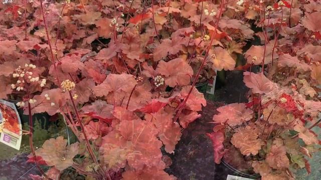 Heuchera Rio (Coral Bells) // Sizzling, Sumptuous, Year Round Color for Beds, Pots & Arrangements ? смотреть онлайн