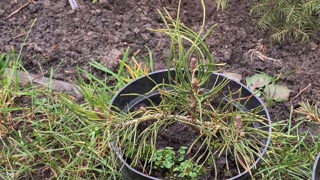 Новички в моей коллекции хвойных растений (мини)?? Посылка. Посадка 24.01.2020 смотреть онлайн