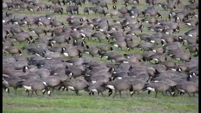 QUACK ATTACK 1985 ORIGINAL GAME REVEAL TRAILER смотреть онлайн