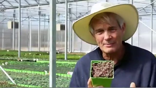 Sedum spurium 'Tricolor' - Stone Crop смотреть онлайн