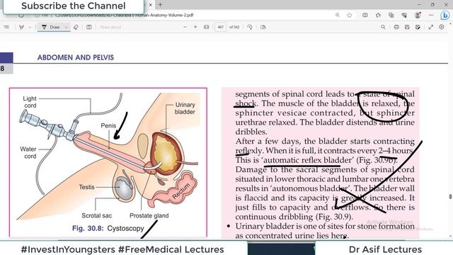 Chp30 BDC Vol2 | Anatomy of URINARY BLADDER & URETHRA | Dr Asif Lectures | BD Chaurasia смотреть онлайн