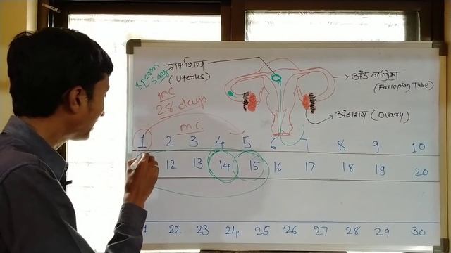 पाळी नंतर किती दिवसाने संबंध ठेवावे | Ovulation day| fertile period. गर्भधारणा | मराठी. смотреть онлайн