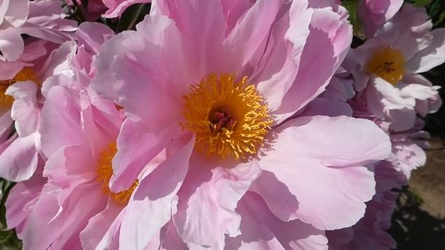 Пионы - 2018 год. Олин сад. смотреть онлайн