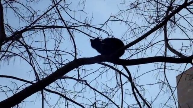 Коты альпинисты Кот на дереве Cat on tree смотреть онлайн