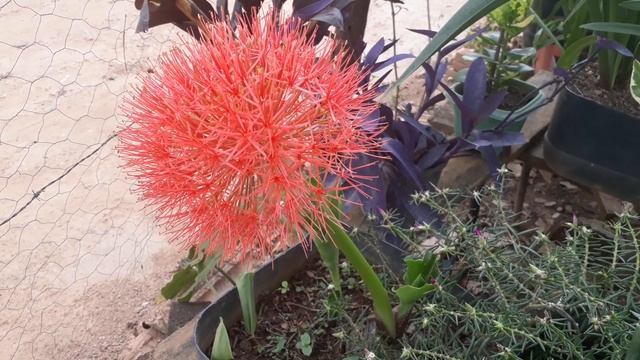 Coroa Imperial(Scadoxus Multiflorus)