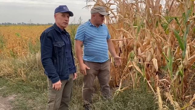 Кукуруза на 50 или 70? смотреть онлайн