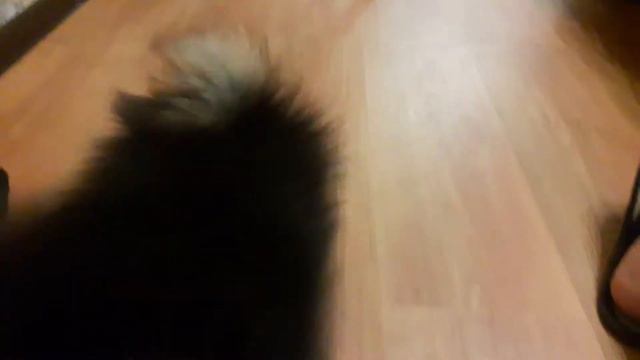 Шпиц померанский Моника учится приносить игрушки) смотреть онлайн