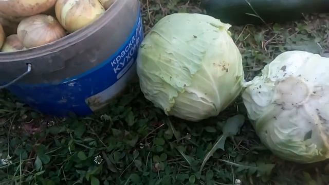 Шашлык.Собираем урожай.Шурпа.Кабачковые оладьи. смотреть онлайн