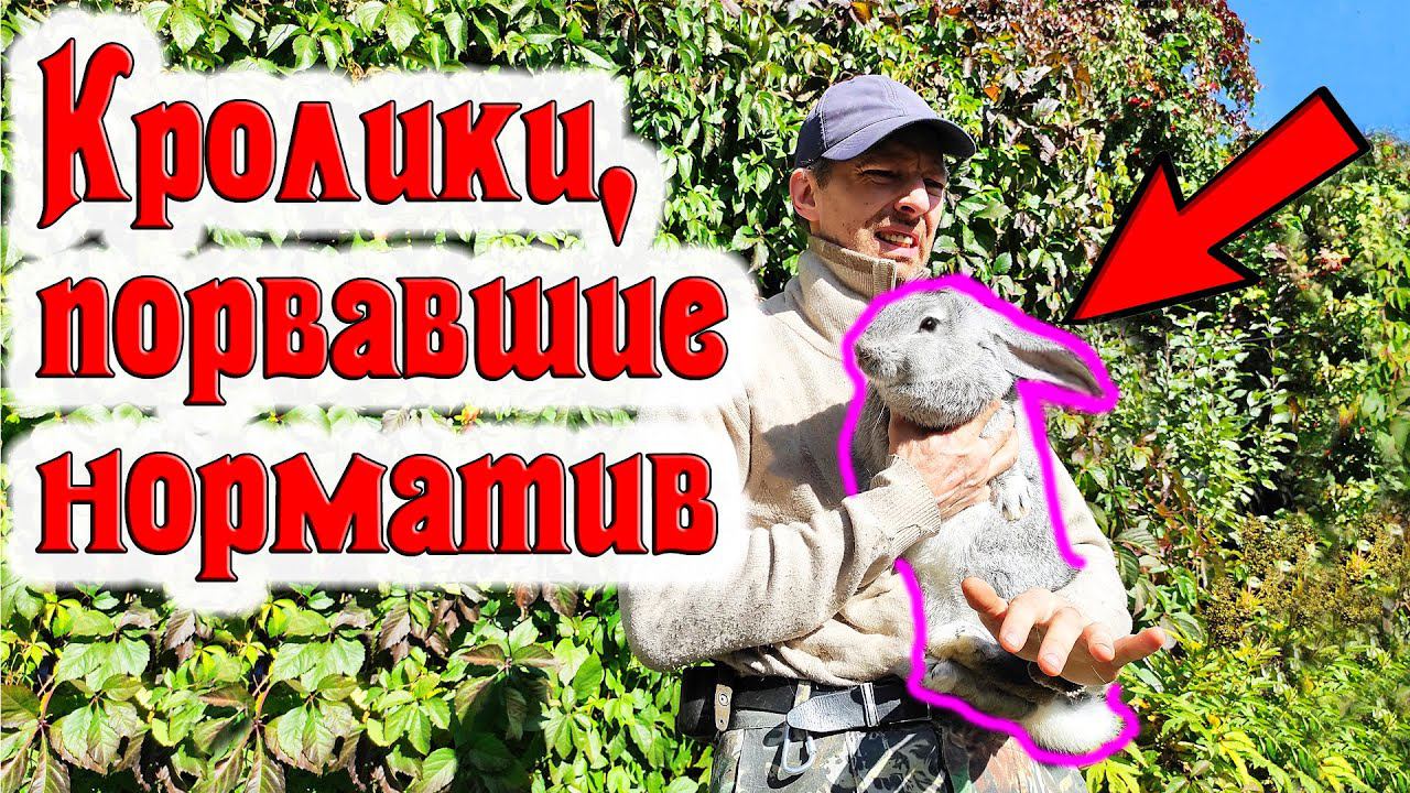 Эти кролики рвут нормативы в клочья! смотреть онлайн