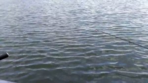 Ловля окуня силиконом с лодки в отвес.