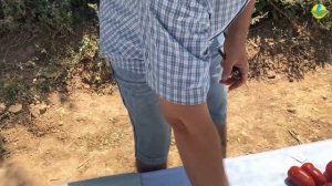 ТОМАТ ПЬЕТРАРОССА F1 - ЛИДЕР ПО УРОЖАЙНОСТИ!