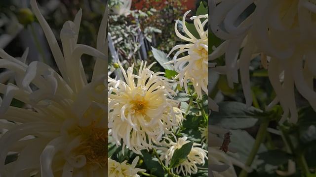 #осень, #цветы, #георгины, #shorts смотреть онлайн