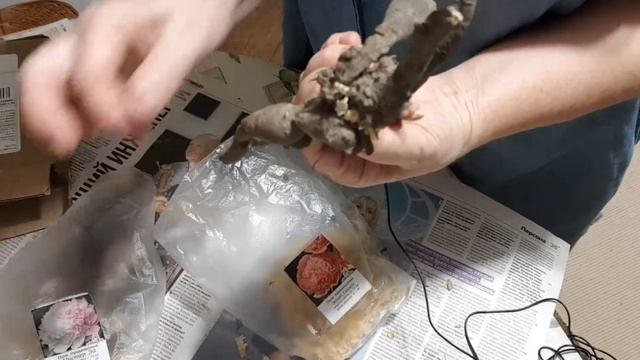 Посадка пионов. смотреть онлайн