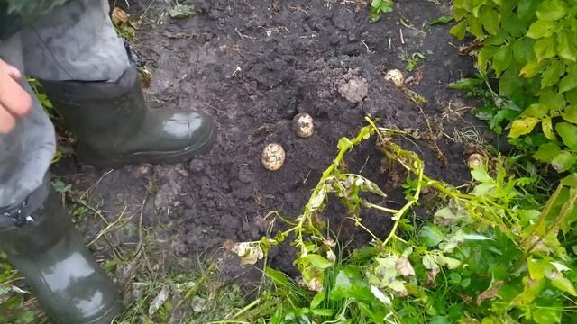 Египетская картошка из супермаркета против элиты и местного сорта смотреть онлайн