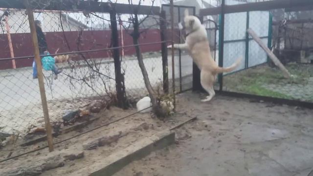Кавказский волкодав смотреть онлайн