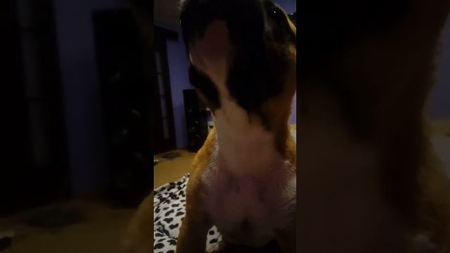 Напал стафорд . смотреть онлайн