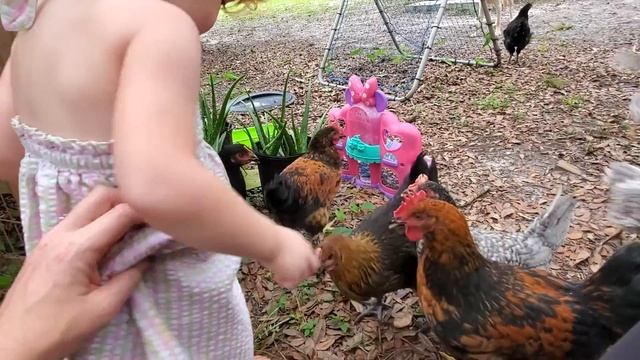 Adaline's chicken adventures... смотреть онлайн