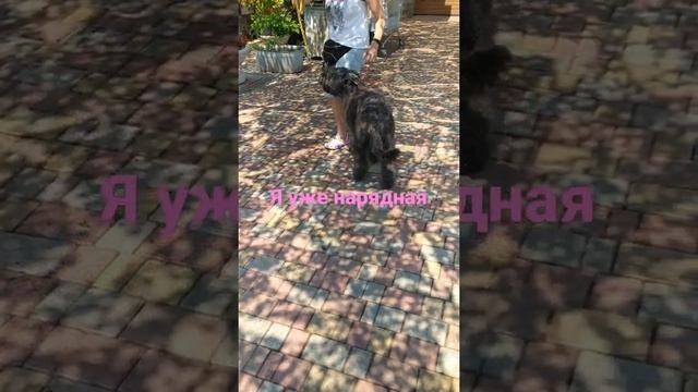 После грумминга и стрижки. Фландрский бувье Нюся. смотреть онлайн