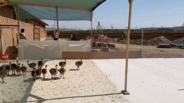 Страусиная ферма в Фергане / Fargonadegi тuyaqush fermasi / Фаргонадеги Туякуш фермаси