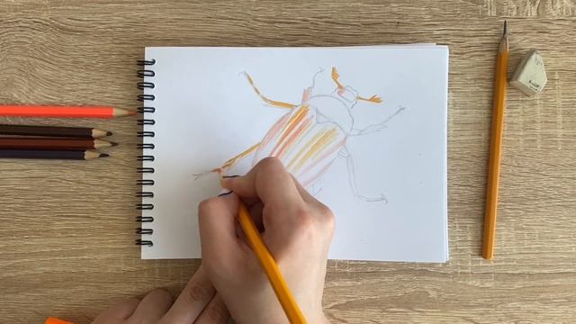 Рисунок цветными карандашами майского жука | Поэтапная срисовка для начинающих смотреть онлайн