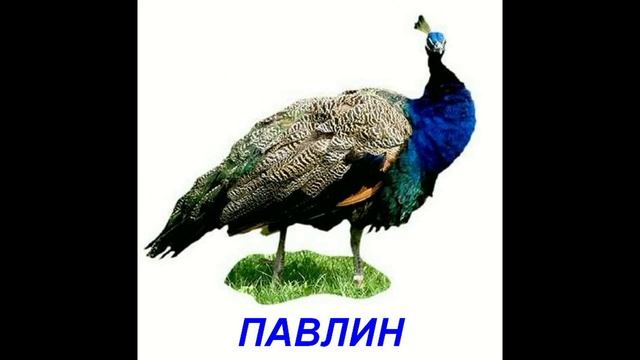Видео для малышей - Птицы Презентация по Доману смотреть онлайн
