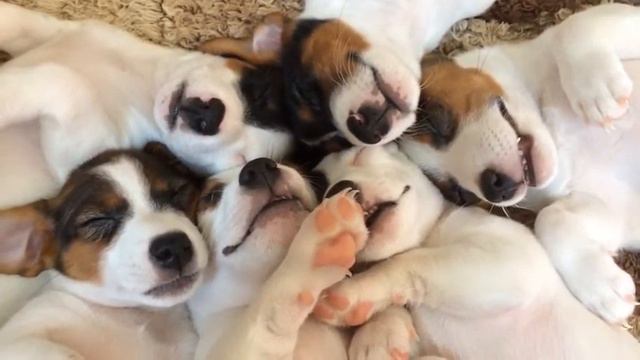 Джек рассел терьер смотреть онлайн